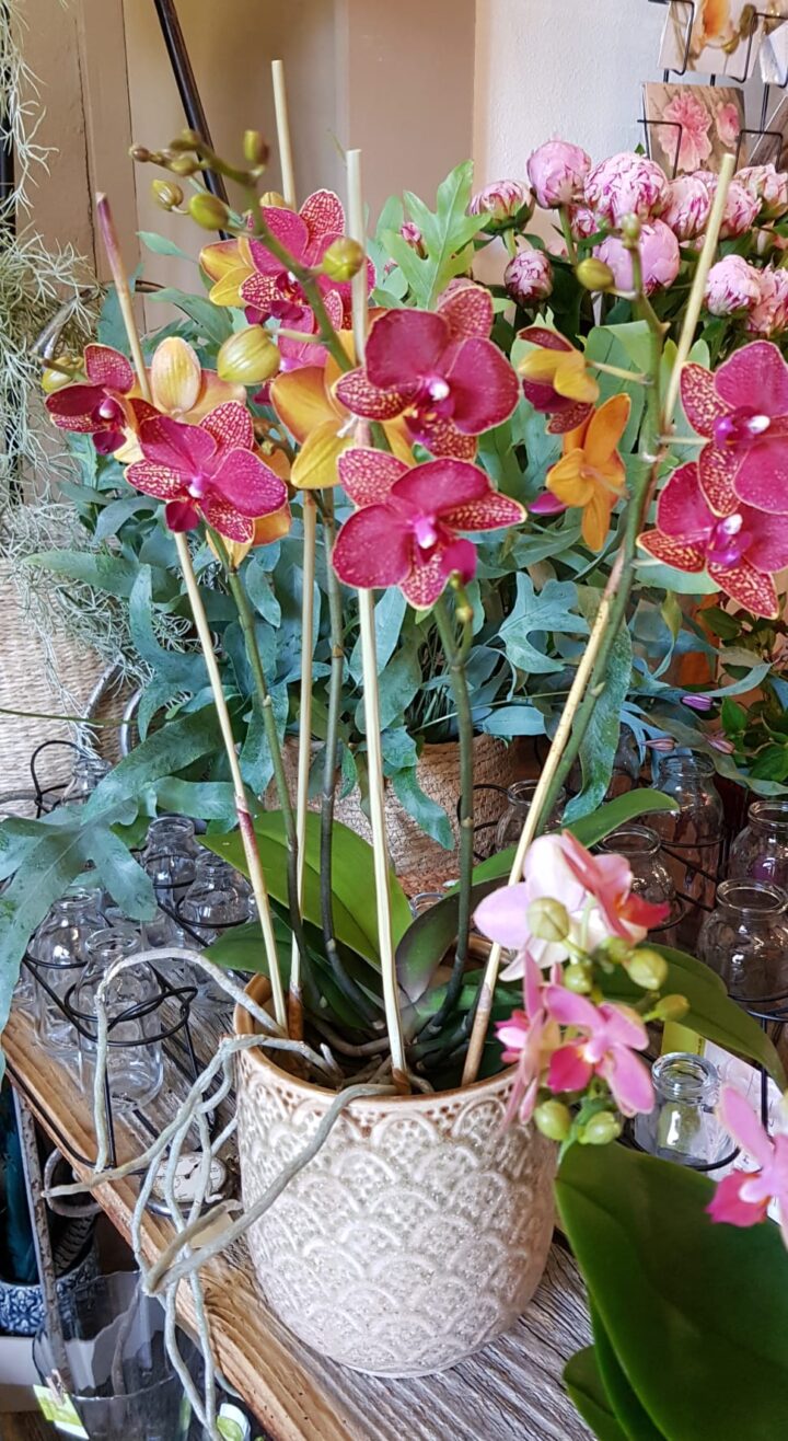 Orchidée