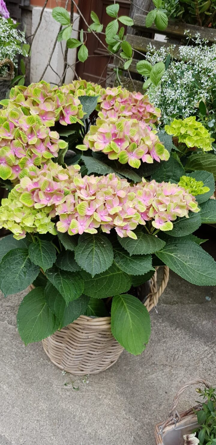 Hortensia