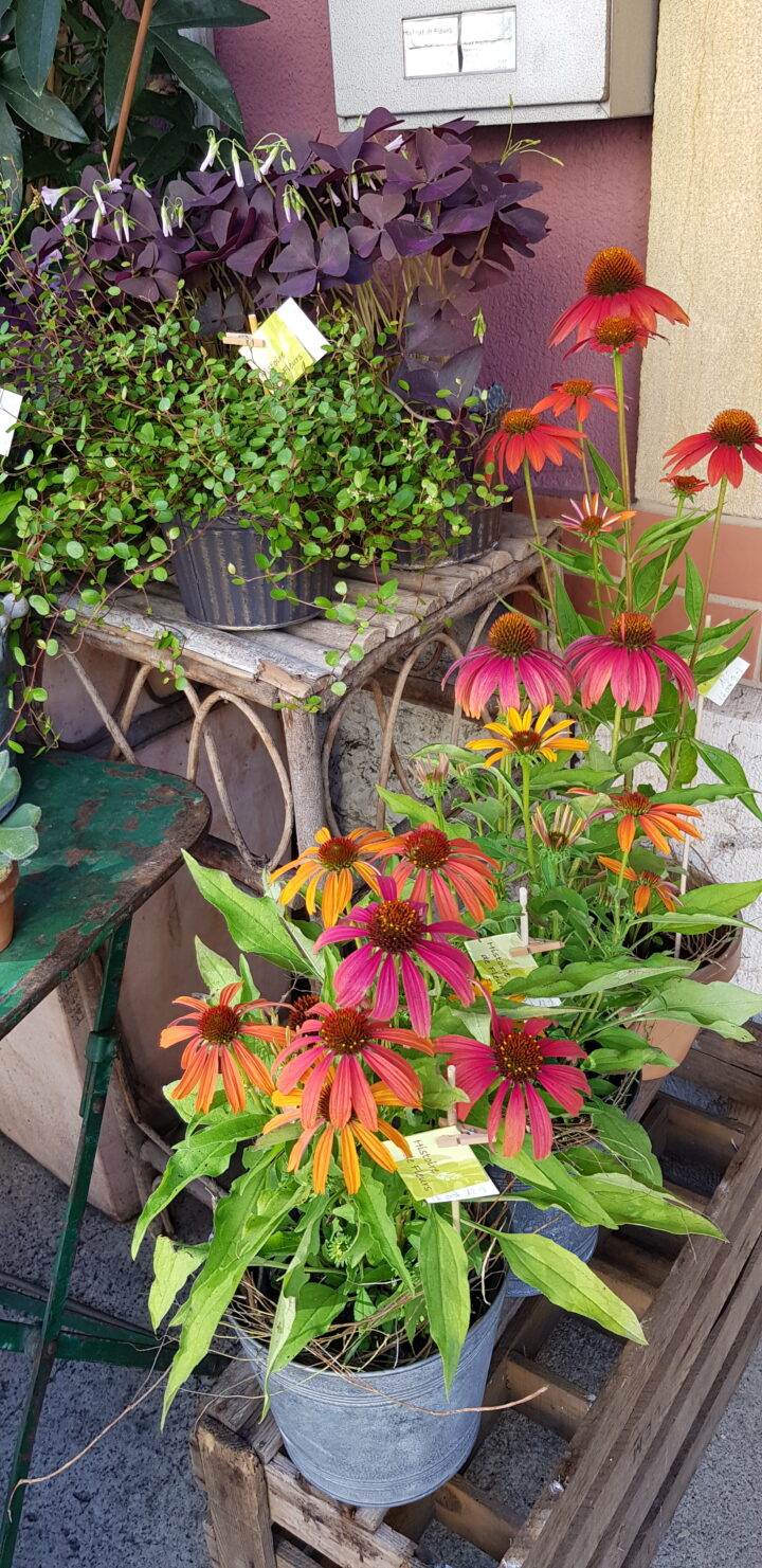 Plante fleurie extérieur
